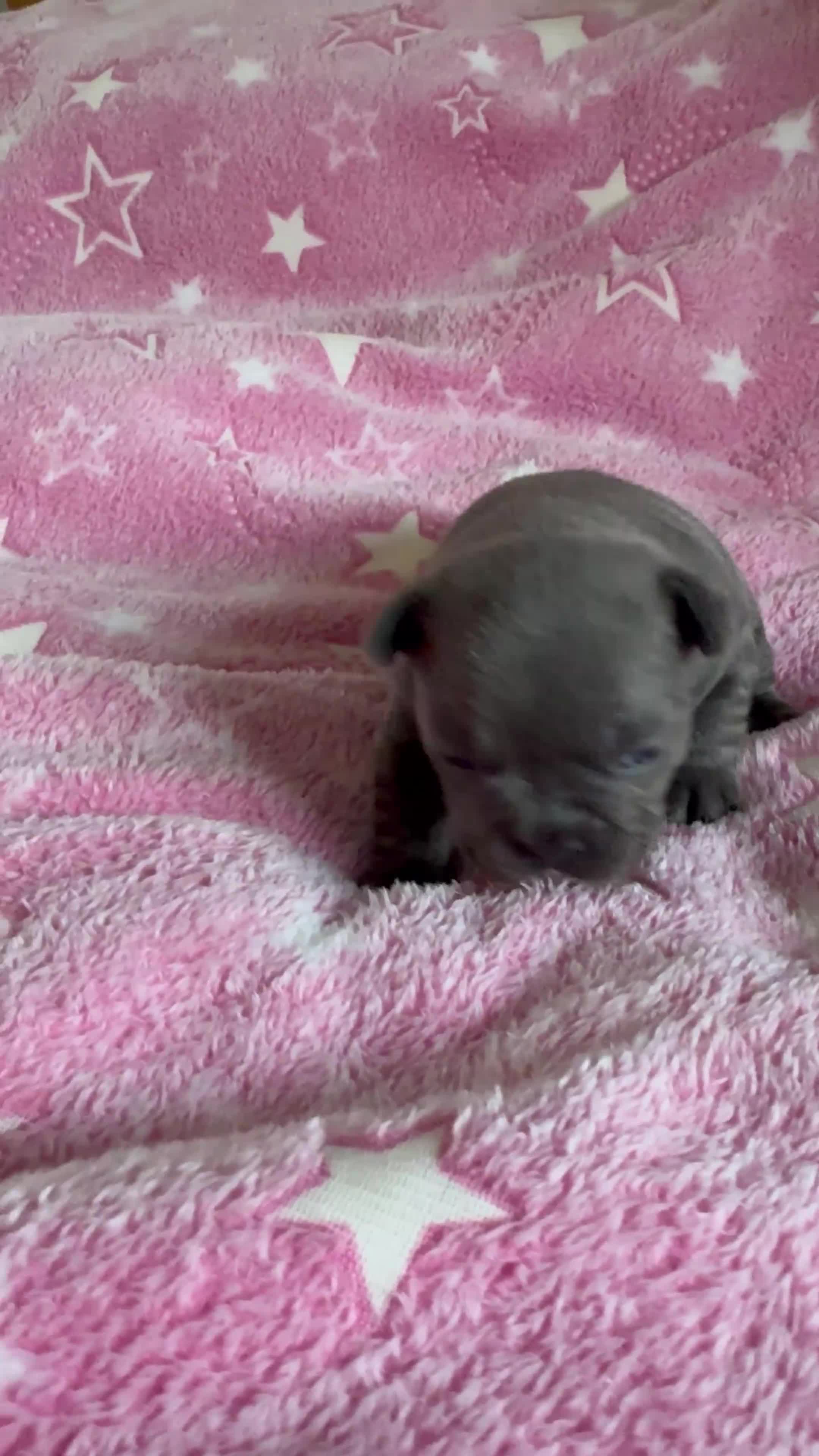 French Bulldog dogs for sale: French Bulldog Puppies – Loving Family Homes Only - Video 2