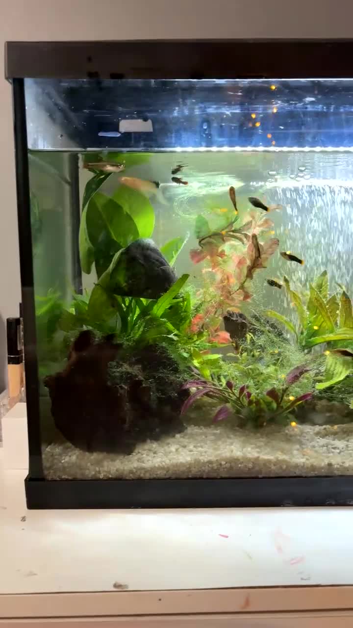 Platies fish for sale: 56l coldwater tank full of minnows and platies - Video 1