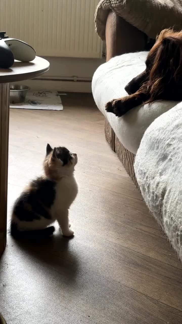 Mixed Breed cats for sale: Kittens  - Video 1