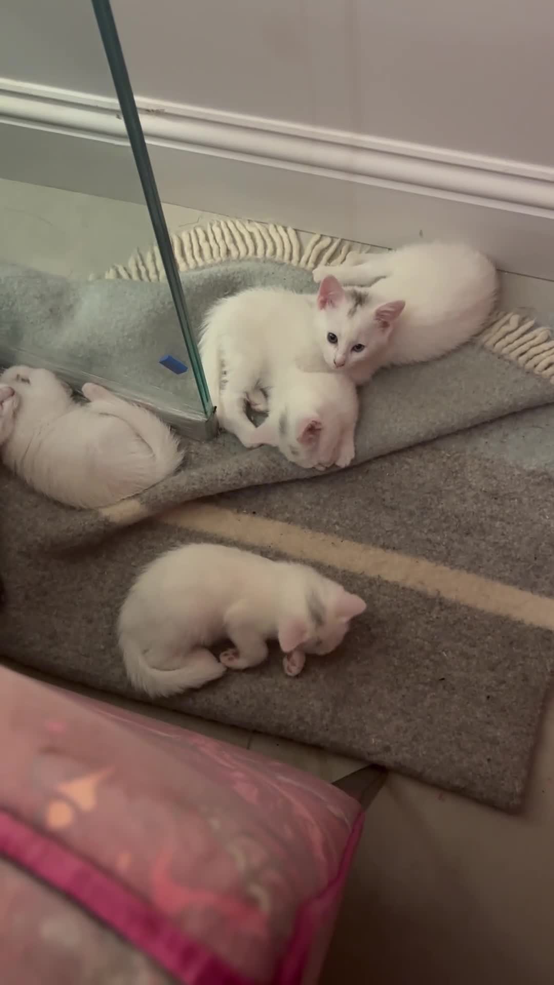 Mixed Breed cats for sale: White kittens  - Video 2