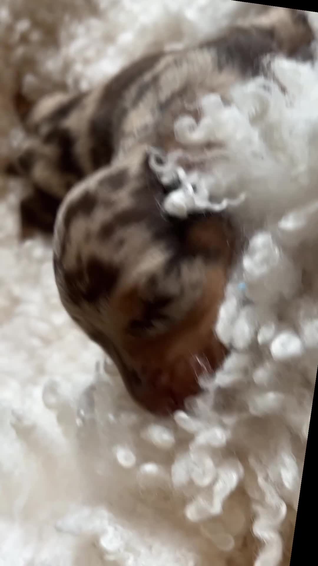 Miniature Dachshund dogs for sale: Miniature dachshunds for sale  - Video 2