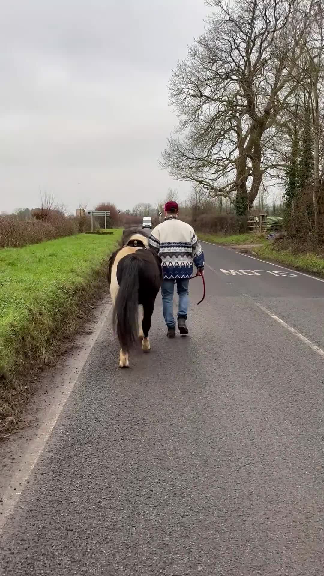 Dartmoor horses for sale: Luna  - Video 1