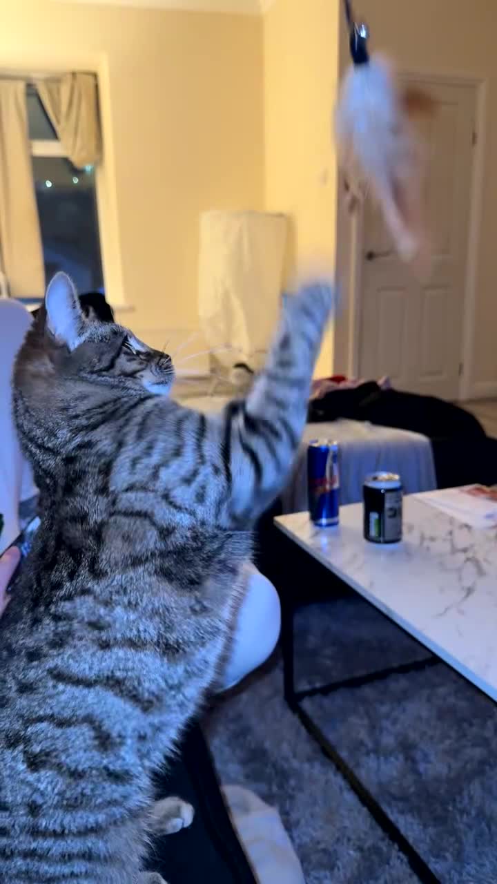 Bengal cats for sale: Aisa 9 months old  - Video 1