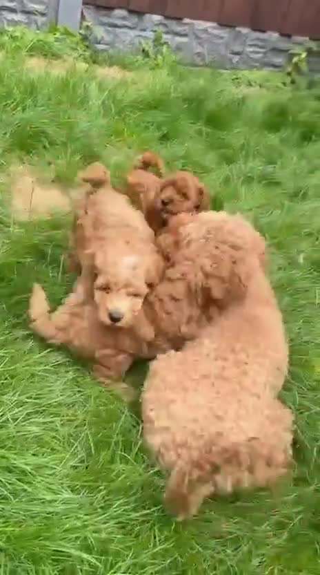 Miniature Poodle dogs for sale: Kc gorgeous red mini Poodle 5 gen pedigree  - Video 2