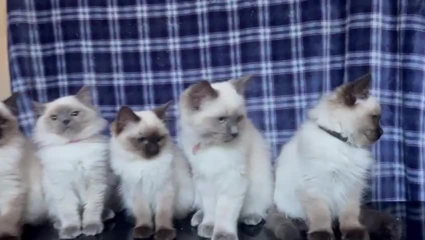 Ragdoll cats for sale: FIFe Registered Ragdoll Kittens Champion Line  - Video 1