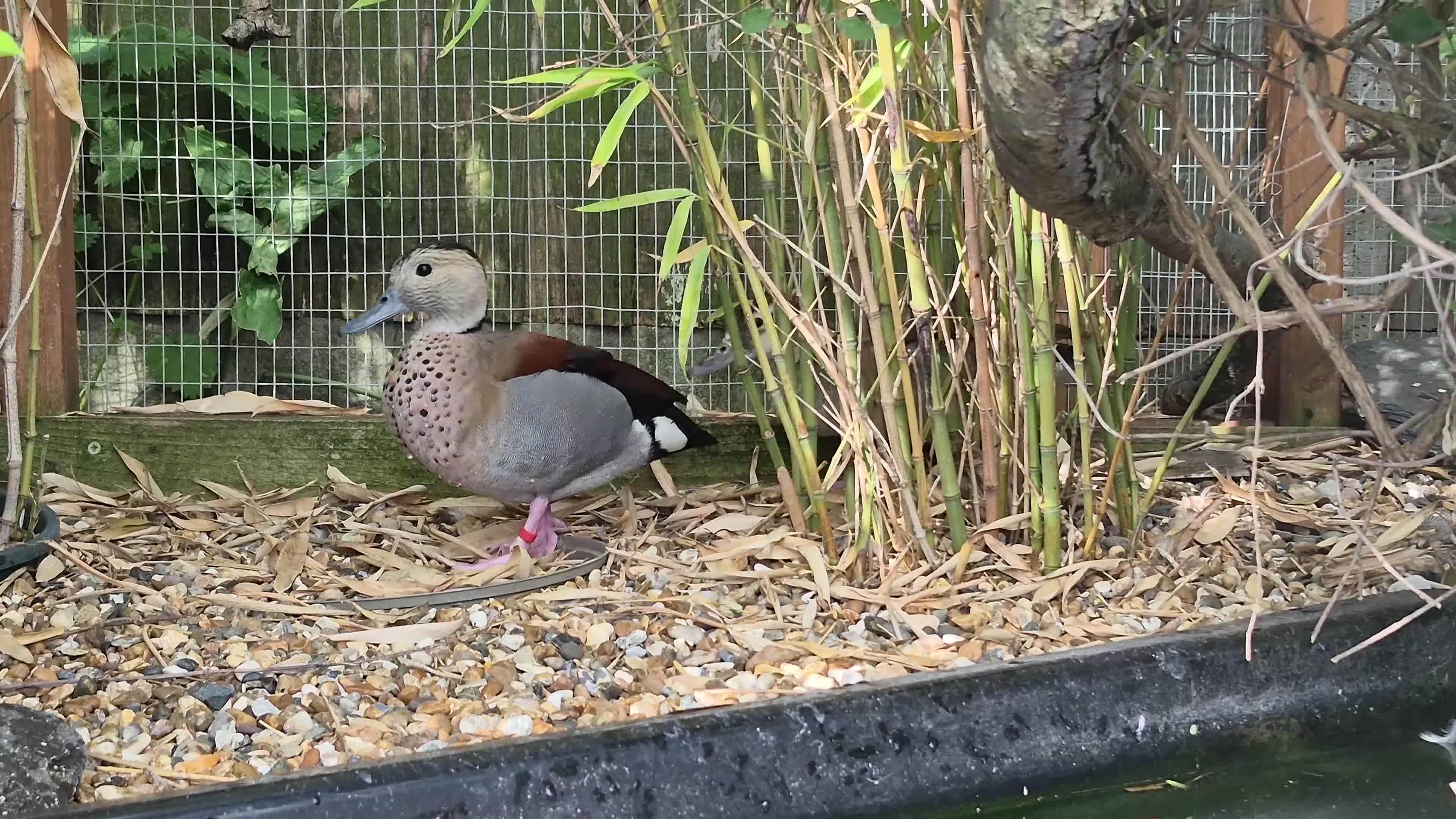 Ducks poultry for sale: Friendly Ringed Teal Ducklings - Video 1