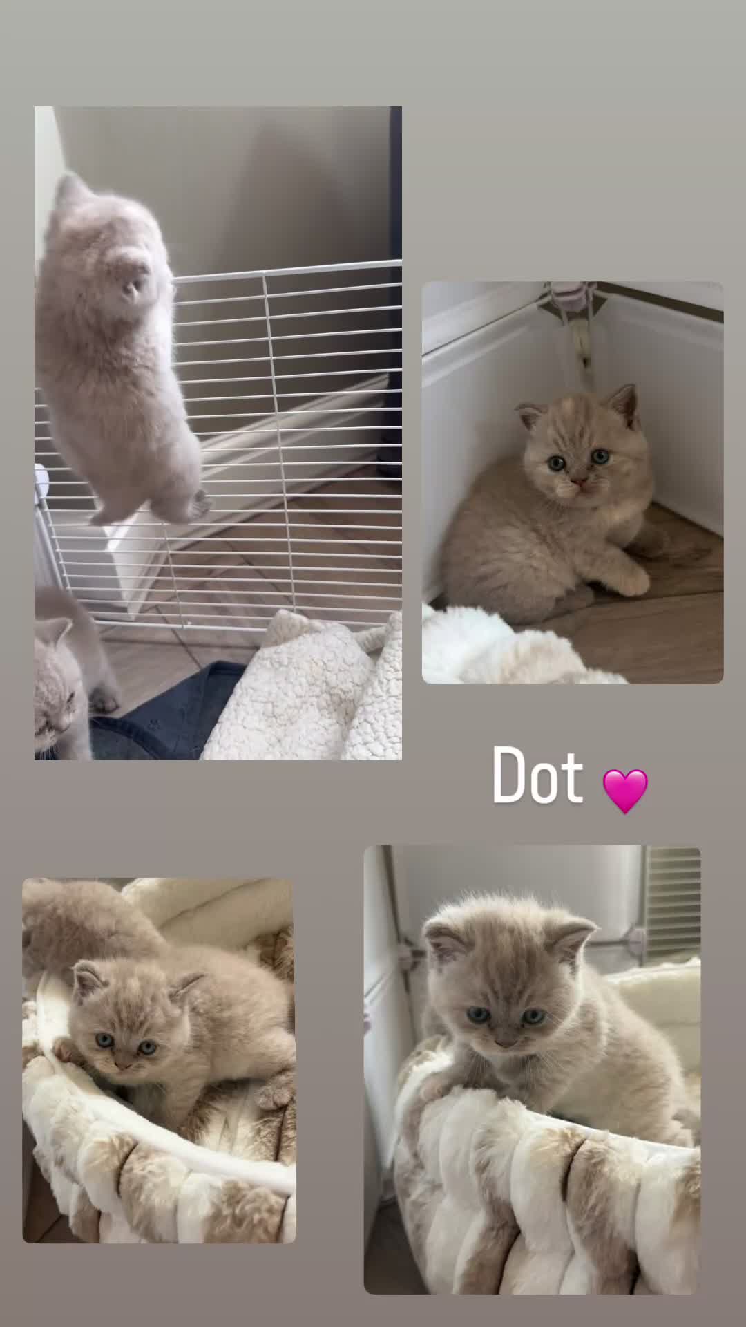 British Shorthair cats for sale: Beautiful lilac British short hair kittens - Video 4