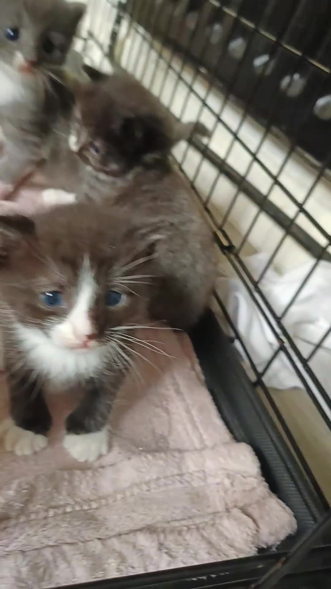 Mixed Breed cats for sale: Gorgeous grey and tabby grey kittens  - Video 1