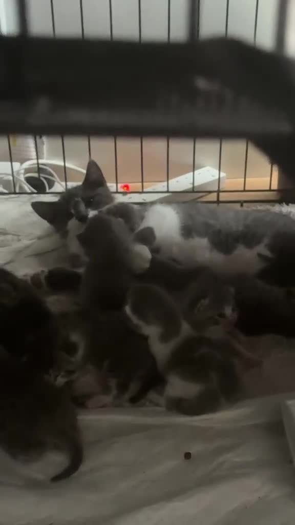 British Shorthair cats for sale: Half British shorthair kittens  - Video 2