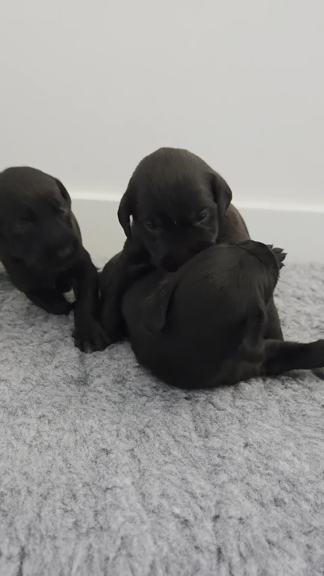 Mixed Breed dogs for sale: 🐾 Labrador × Whippet Puppies! 🐾 - Video 3