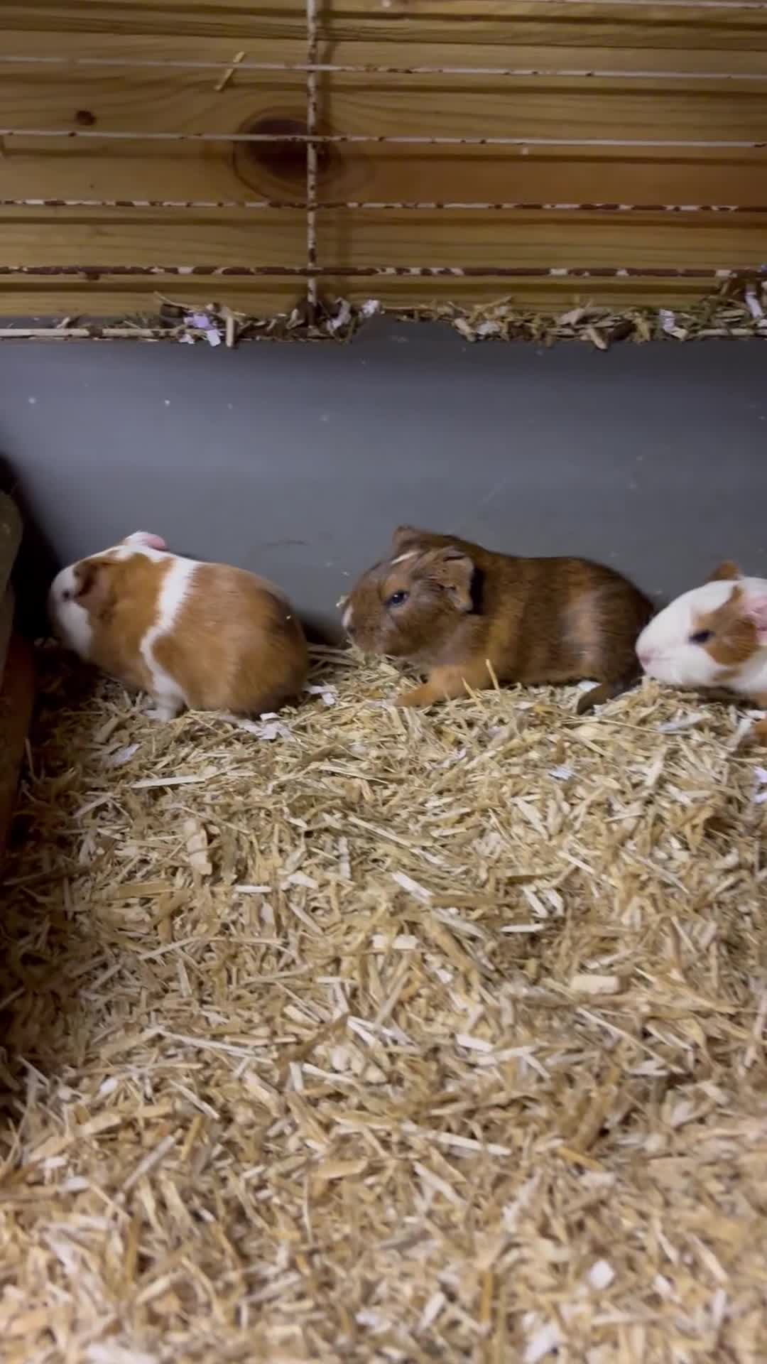Guinea Pig rodents for sale: Beautiful baby Guinea pigs  - Video 1