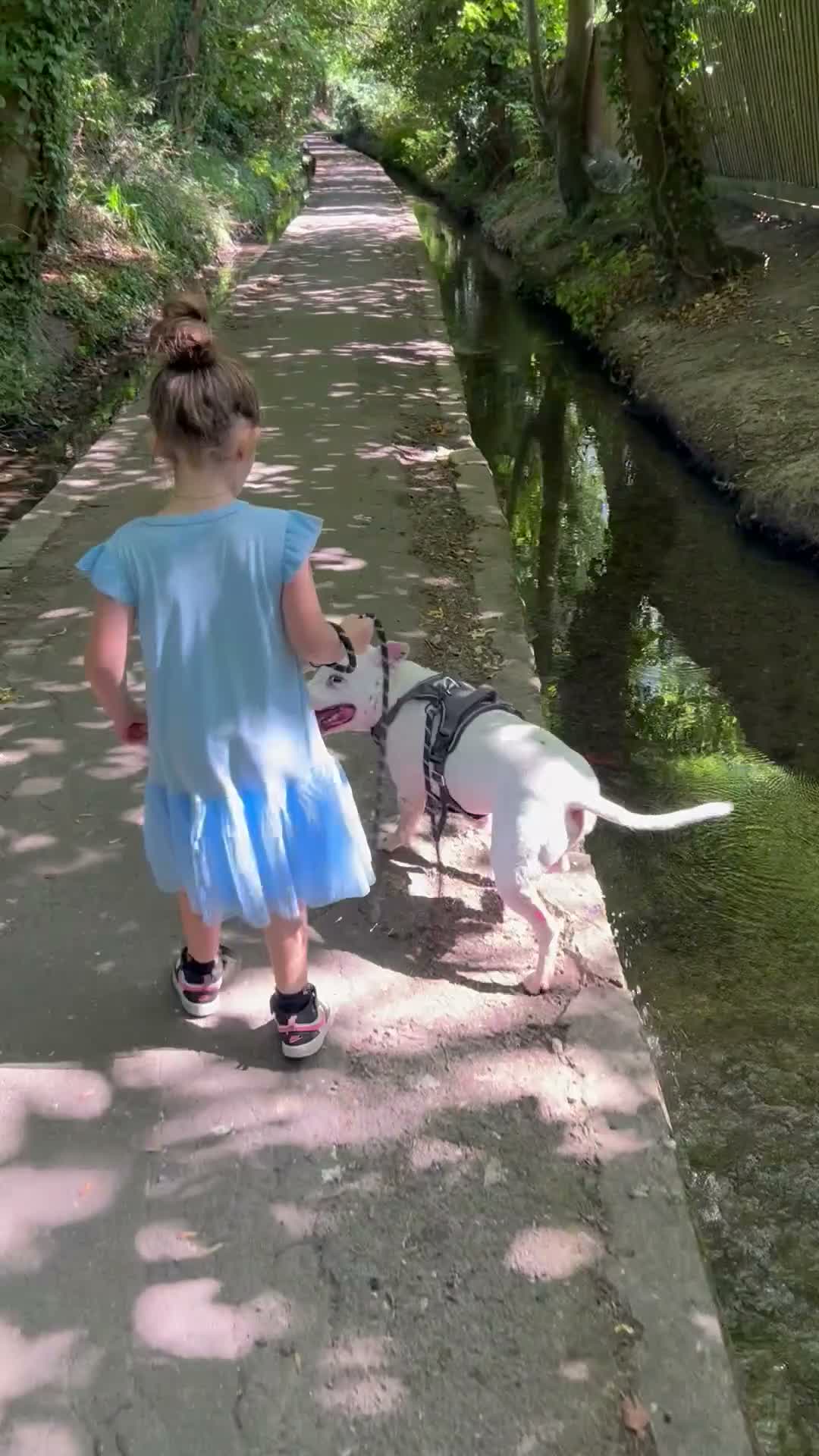 Staffordshire Bull Terrier dogs for sale: 4.5 year old Male Staffordshire bull terrier  - Video 2