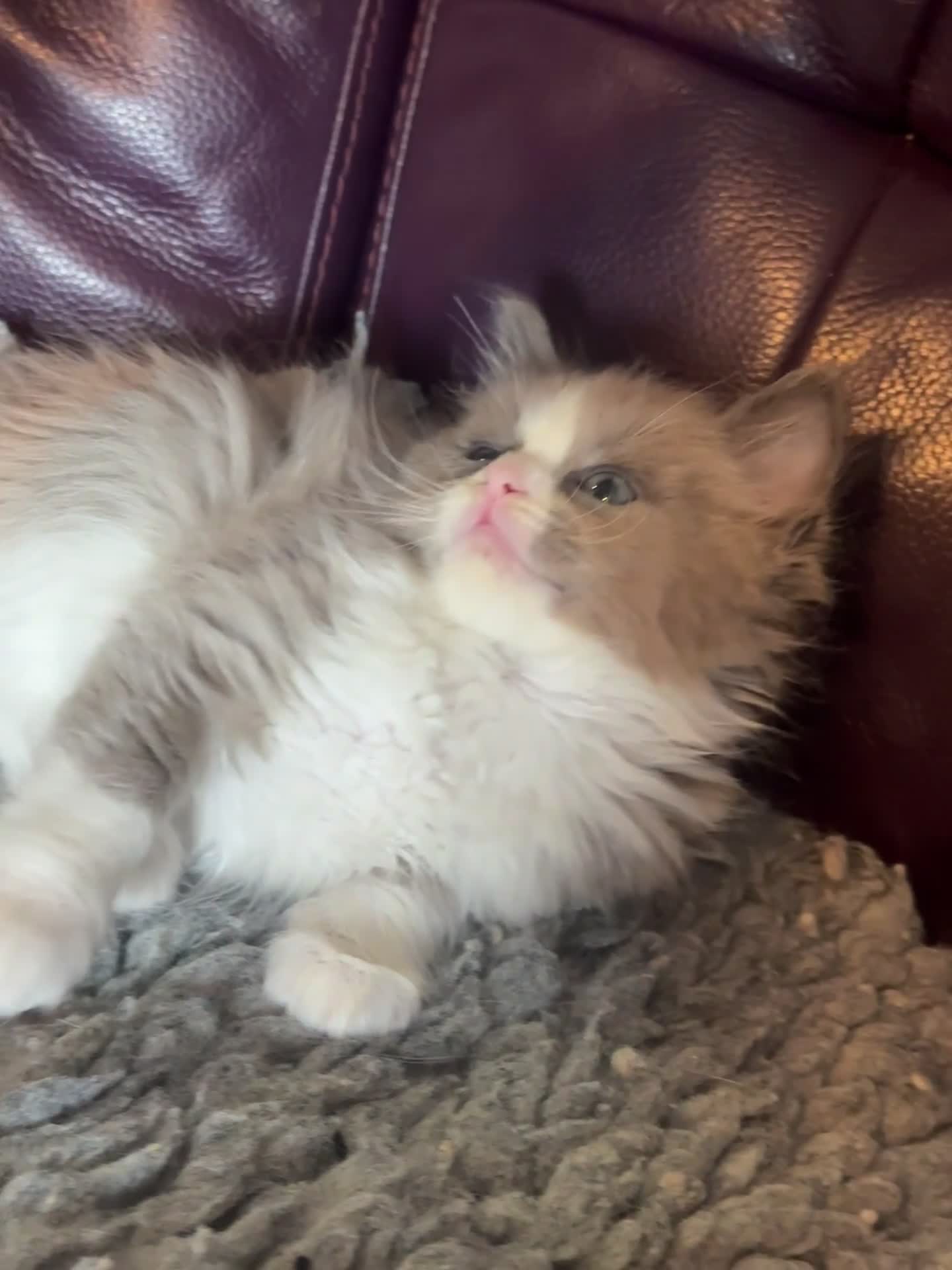 Ragdoll cats for sale: Full pedigree registered tica mink/sepia babies  - Video 2