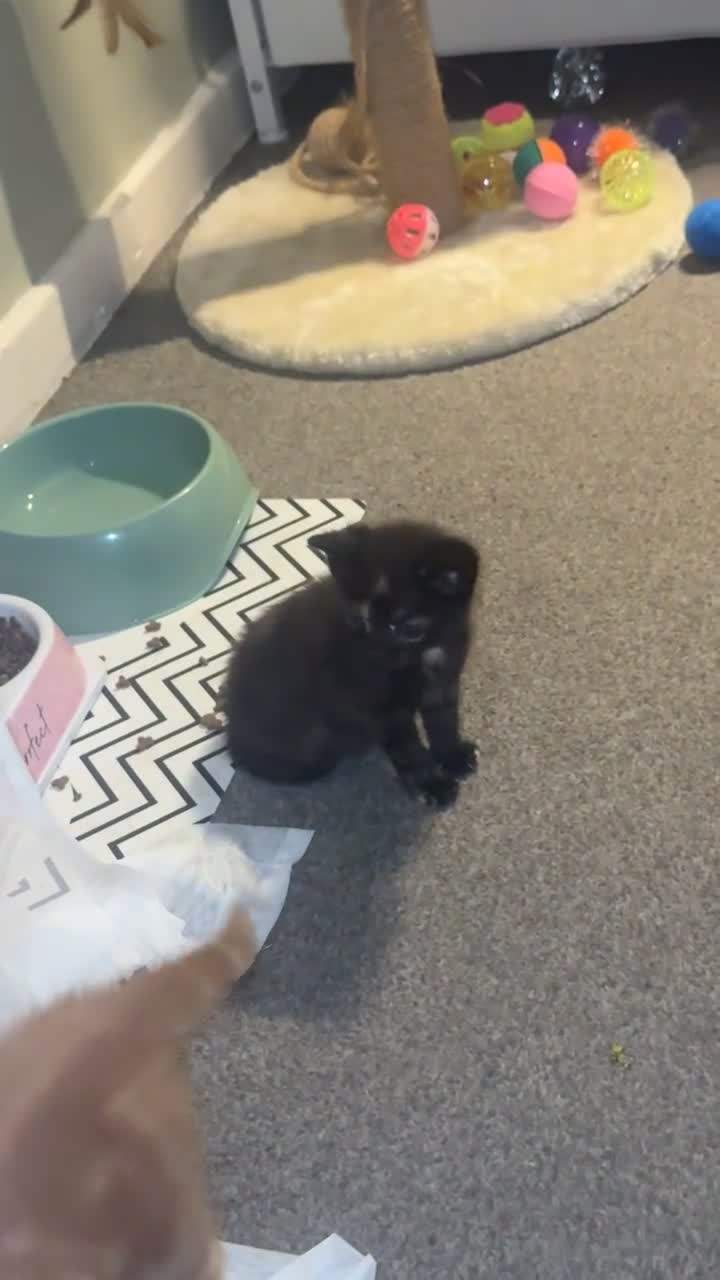 British Shorthair cats for sale: 2 beautiful boys for sale  - Video 4