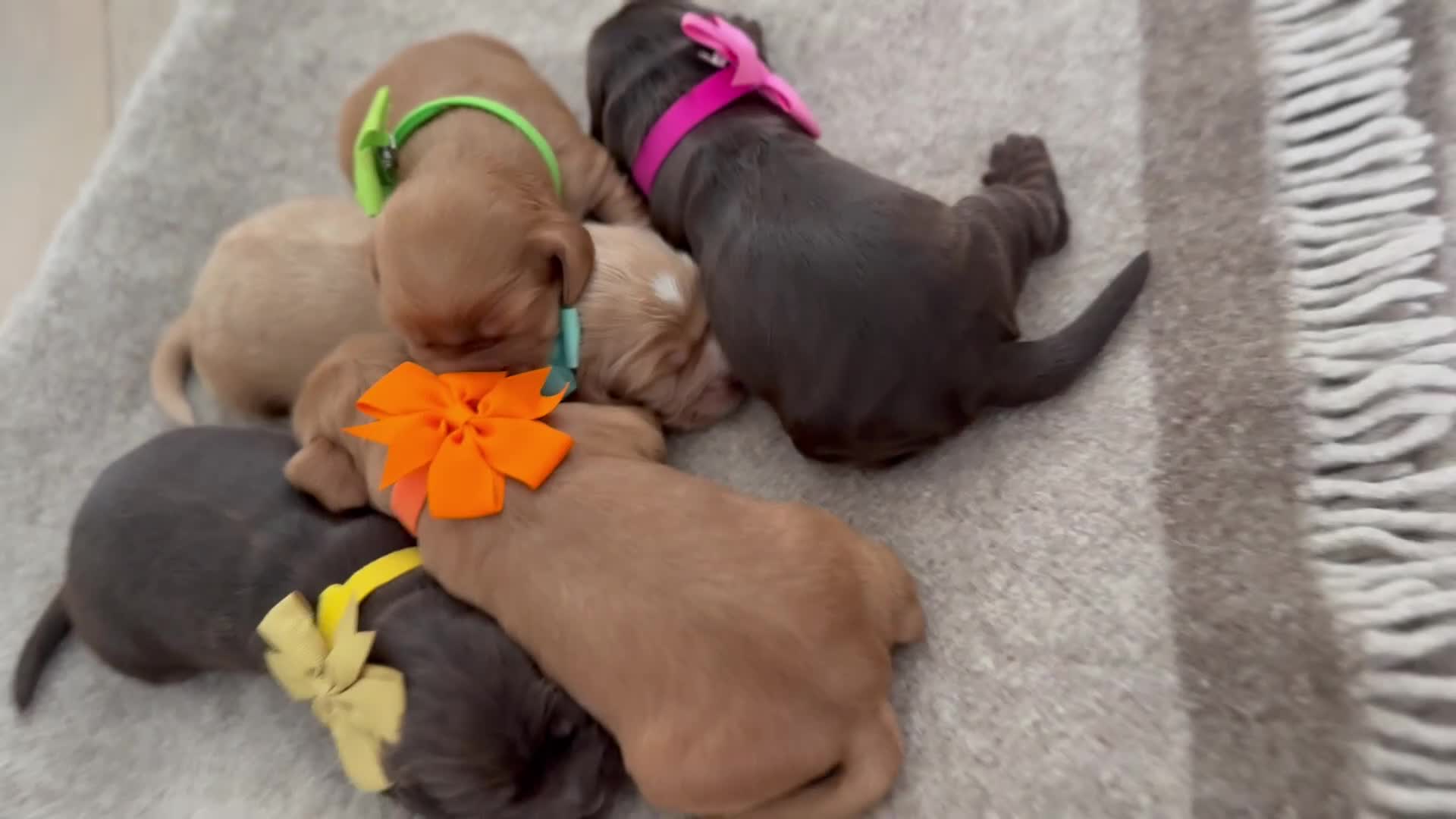 Cocker Spaniel dogs for sale: Show type cocker spaniels in Shipley - Video 2