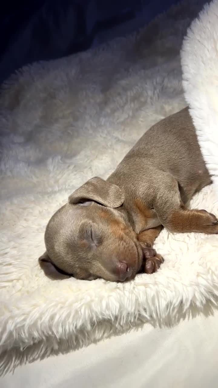 Miniature Dachshund dogs for sale: Beautiful miniature dachshund babies  - Video 1
