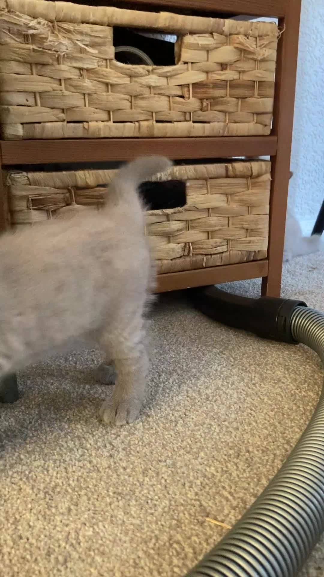 British Shorthair cats for sale: Beautiful BSH Kittens/Blue/Lilac/GCCF parents - Video 3