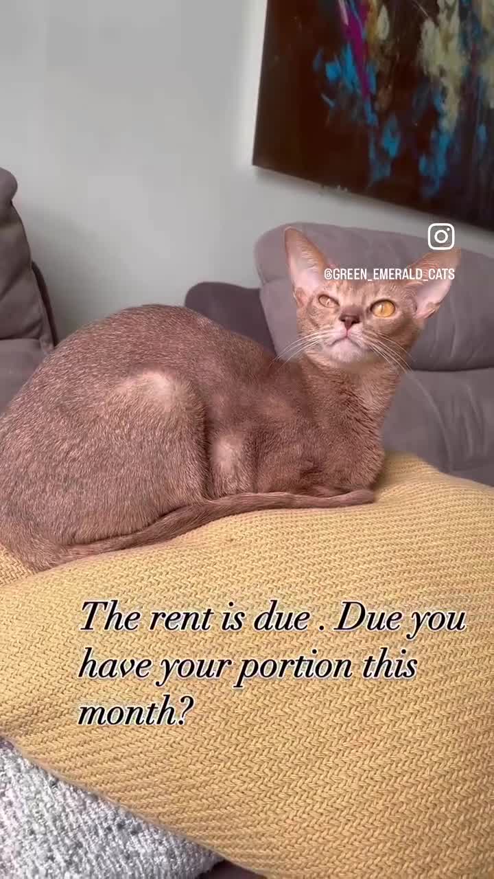 Abyssinian cats for sale: Pure pedigree Tica registered Abyssinian kittens  - Video 2