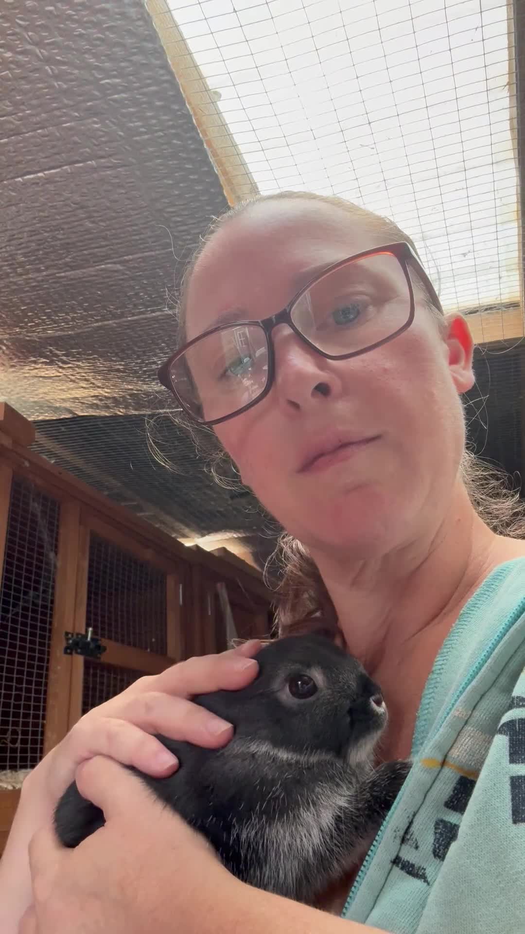 Netherland Dwarf rabbits for sale: Pure bred Netherland dwarfs  - Video 1