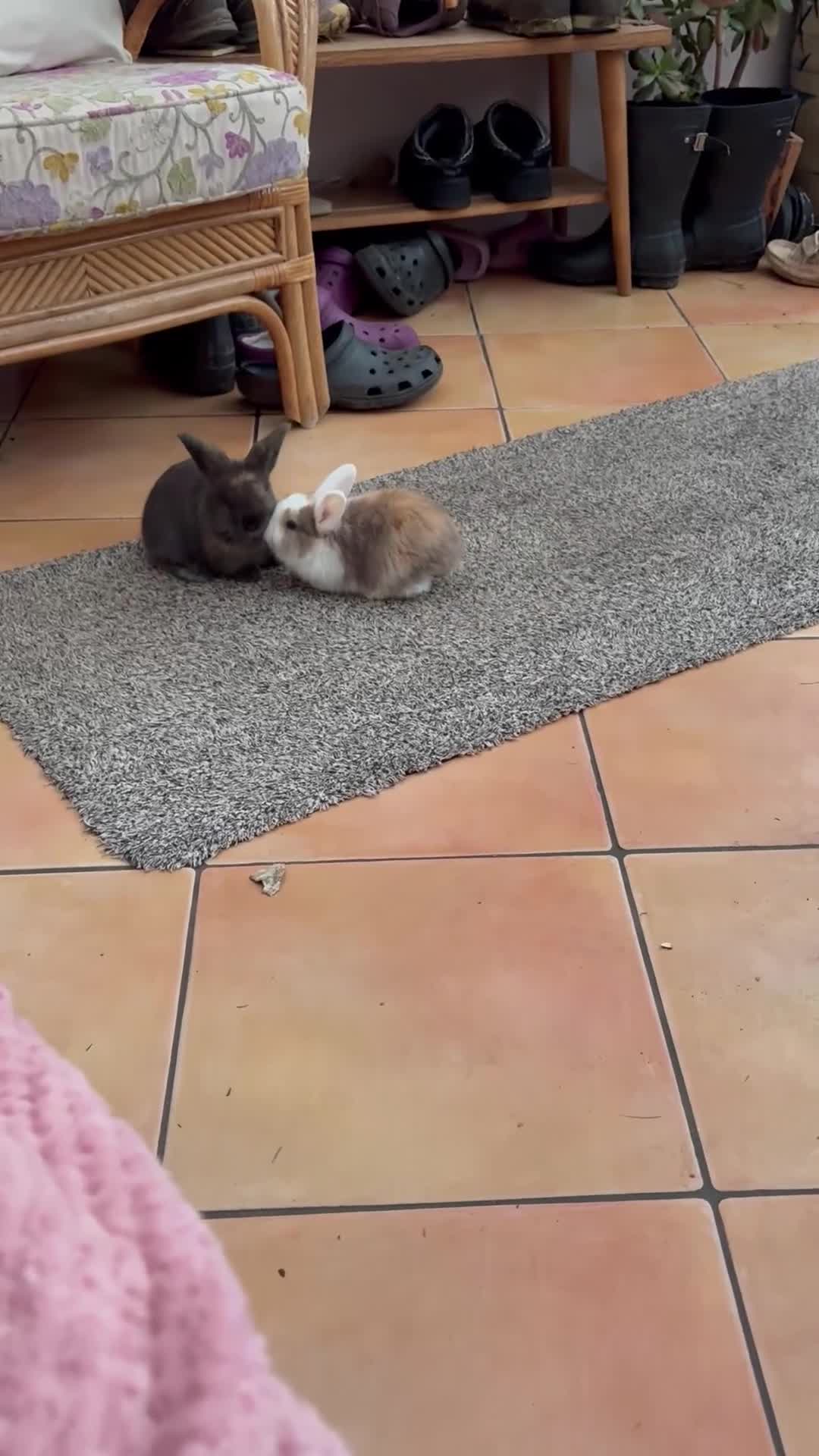 Mini Lop rabbits for sale: Raised indoors — mini lop and lion lops  - Video 1