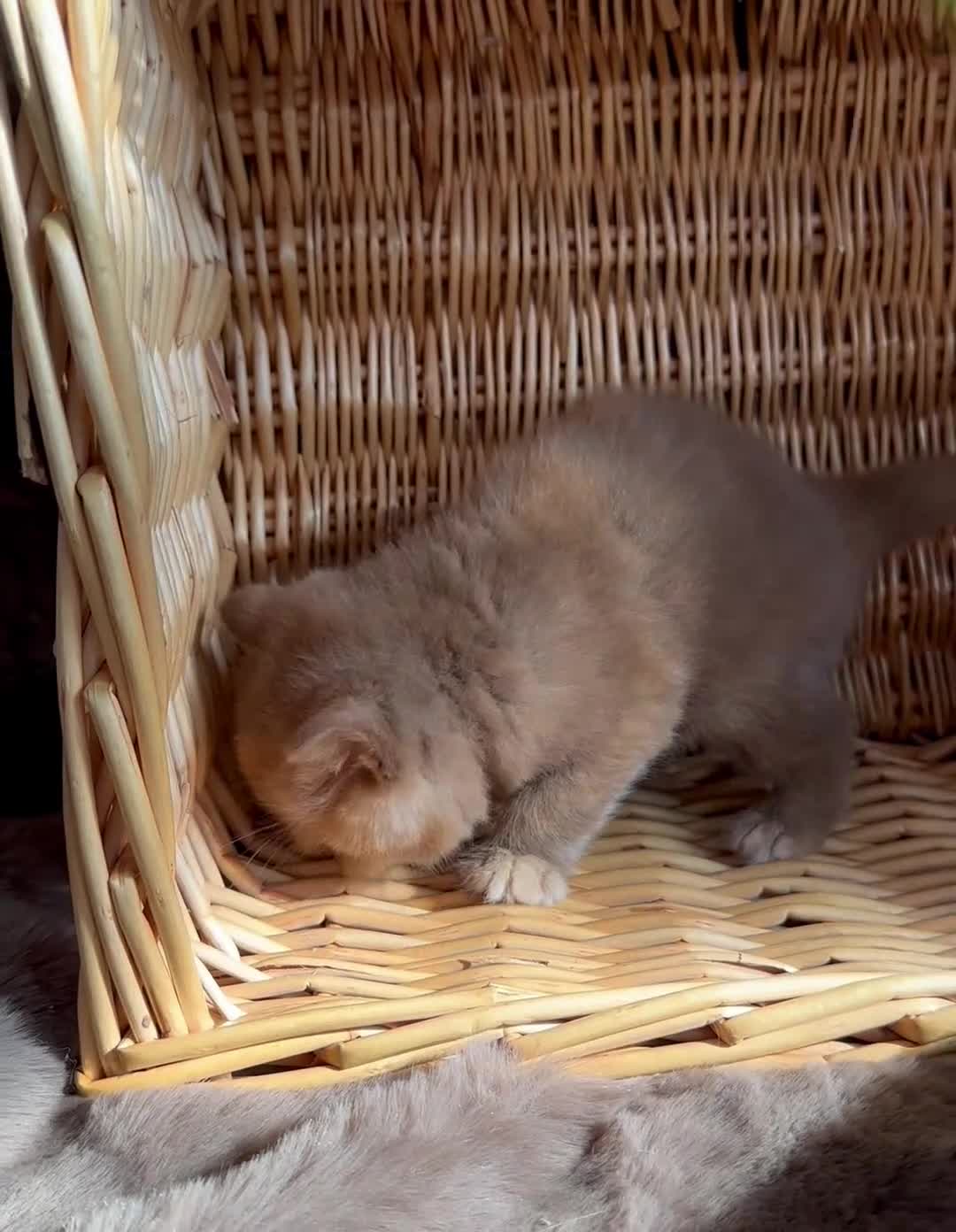 British Shorthair cats for sale: 🌈Beautiful Full Pedigree British Shorthairs 🌈🐱 - Video 1