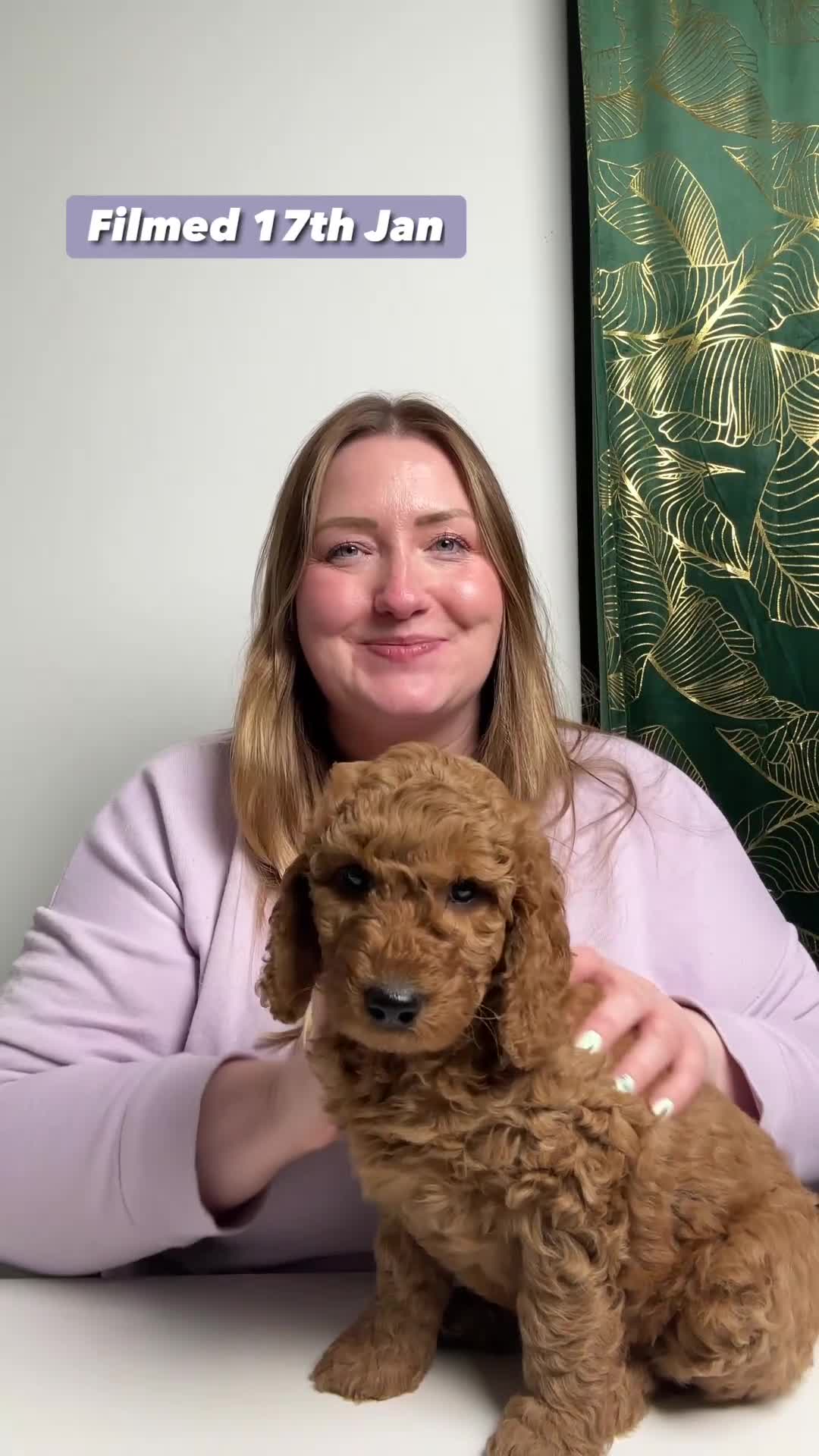 Labradoodle dogs for sale: LAST FEW PUPS - F2B Labradoodle Puppies - Video 2