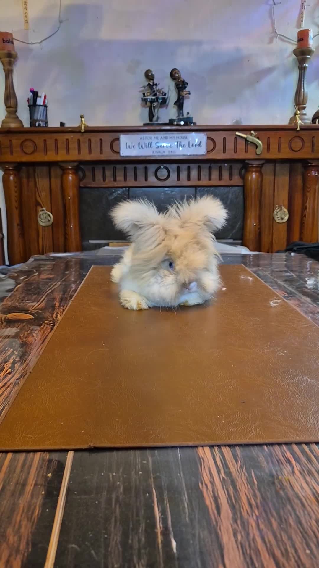 Angora rabbits for sale: Gorgeous Angora Rabbits, Pure Bred Full Faced. - Video 1