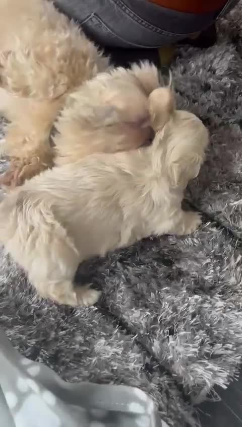 Mixed Breed dogs for sale: Amazing Shweenie girl - Video 2