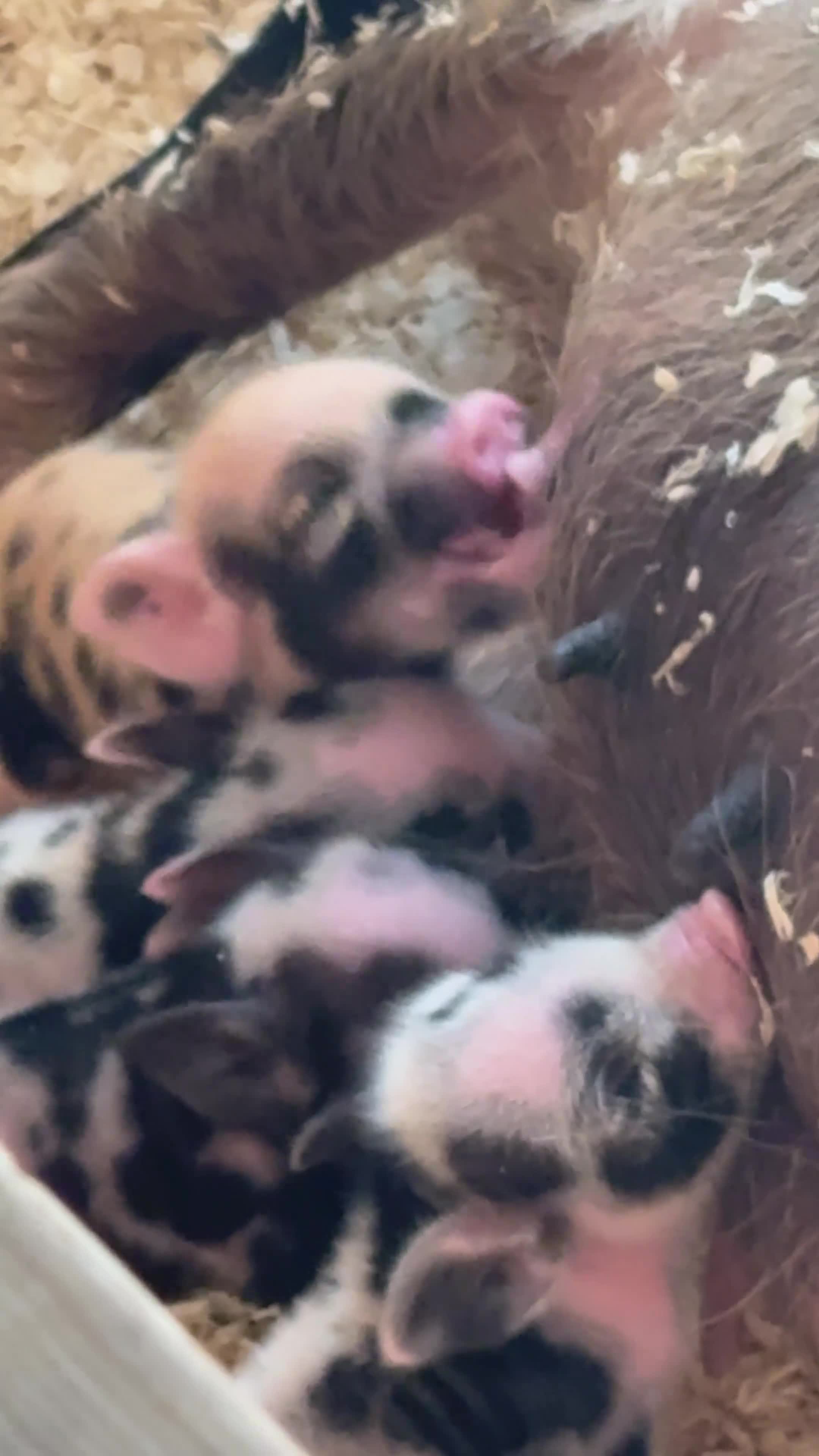 Pig livestock for sale: Juliana piglets for sale in Bedworth - Video 1
