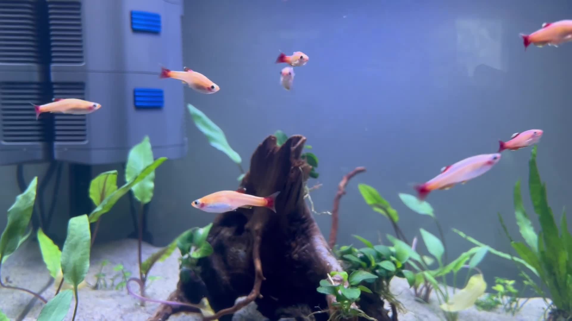 Live Bearers fish for sale: 1 male Platy and 8 gold WCMM  - Video 1