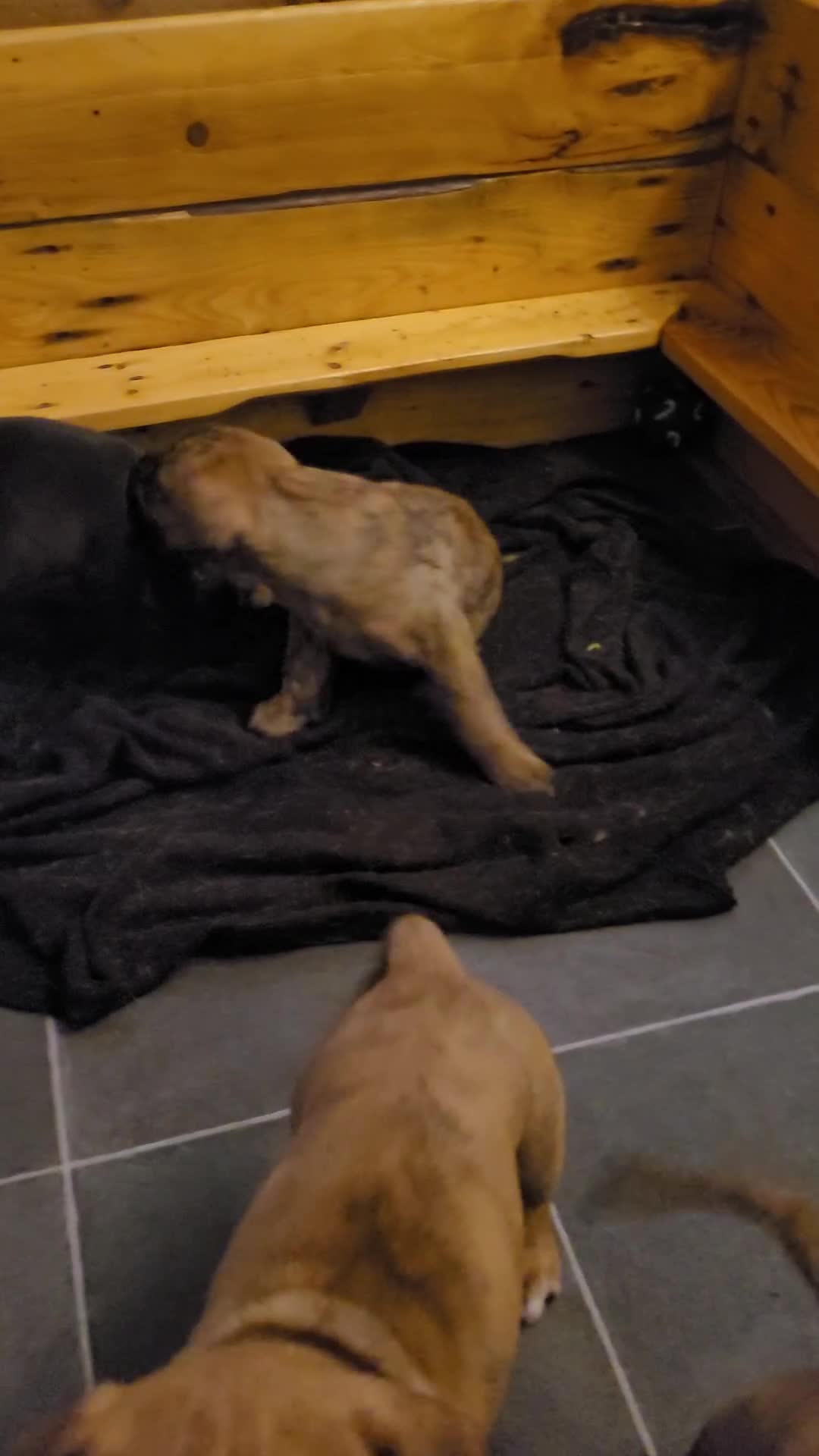 Mixed Breed dogs for sale: Douge de bordeaux x Presa Canerio  - Video 2