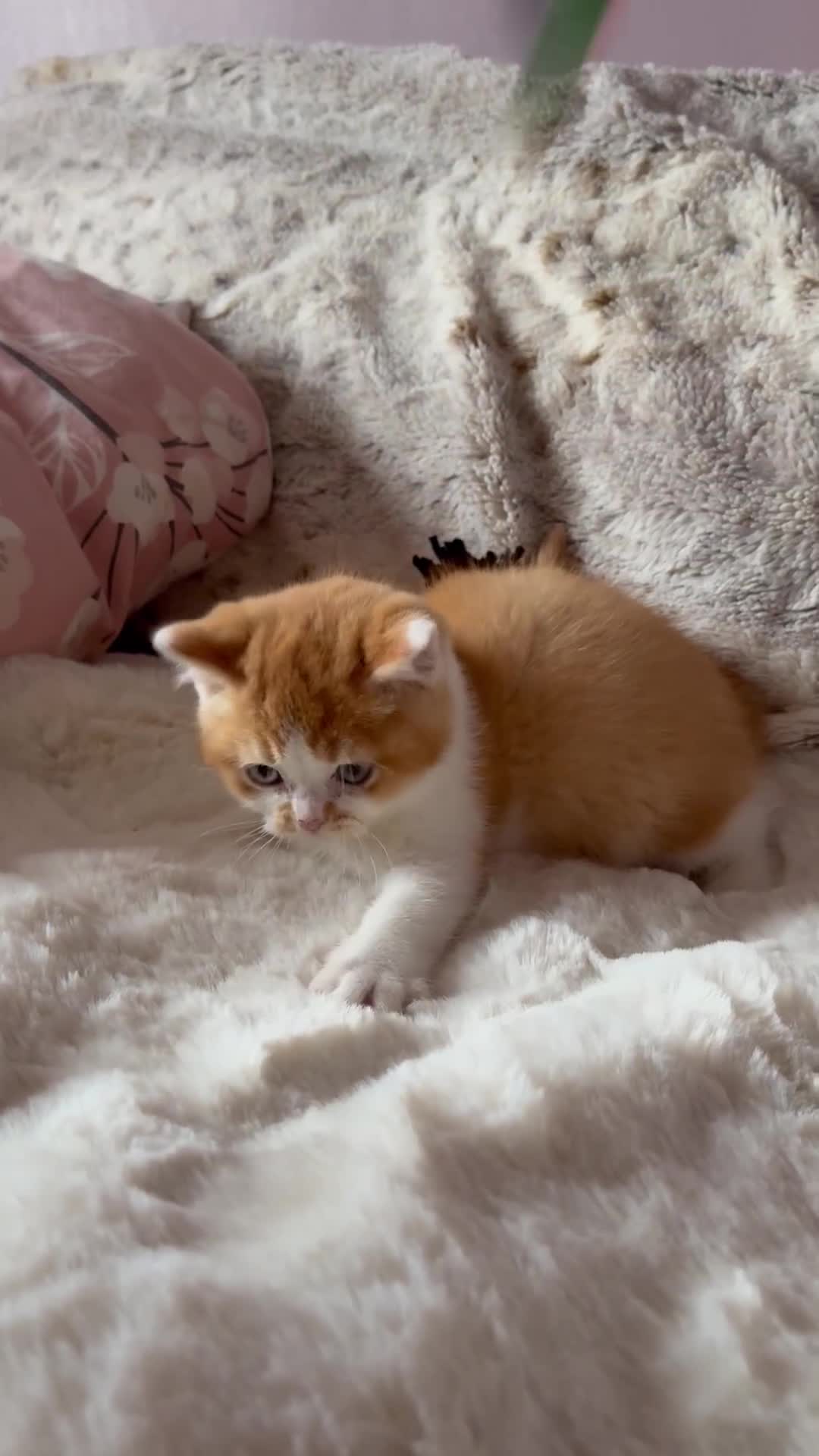 British Shorthair cats for sale: Quality British Shorthair kittens  - Video 2