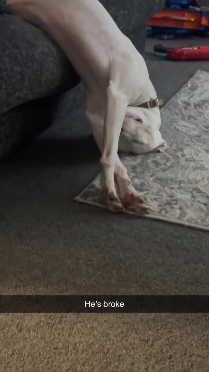 Mixed Breed dogs for sale: White male lurcher x staff Casper  - Video 1