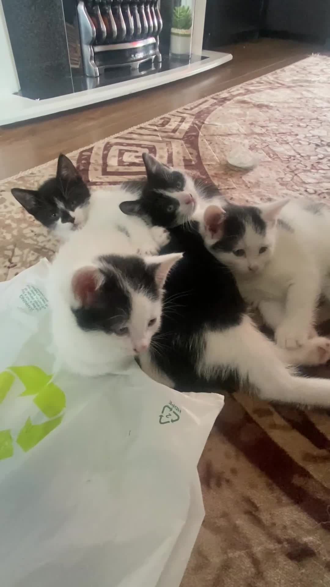 Domestic Shorthair cats for sale: Luna, Snow, Minx & Oreo - 10 Weeks old - Video 1