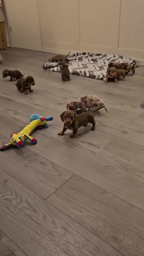 Miniature Dachshund dogs for sale: Stunning miniature dachshund puppies - Video 3