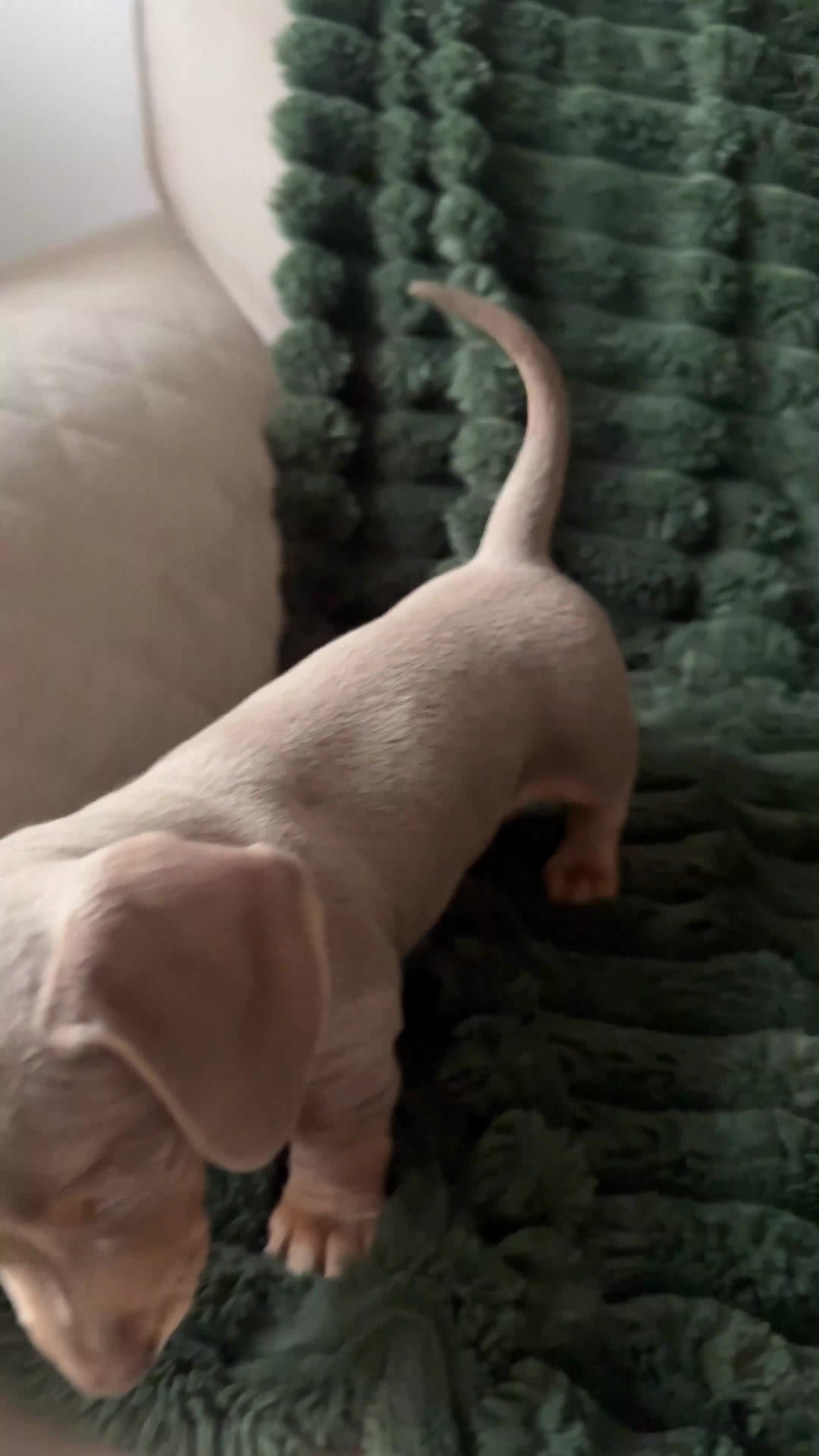 Miniature Dachshund dogs for sale: Beautiful Isabella and Tan Miniature Dachshunds  - Video 1