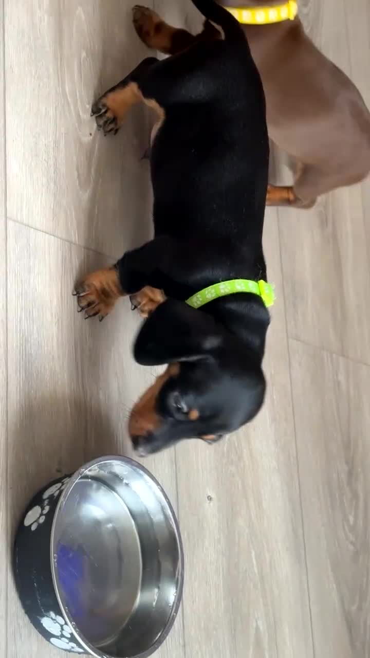 Miniature Dachshund dogs for sale: Miniature dachshund - Video 1