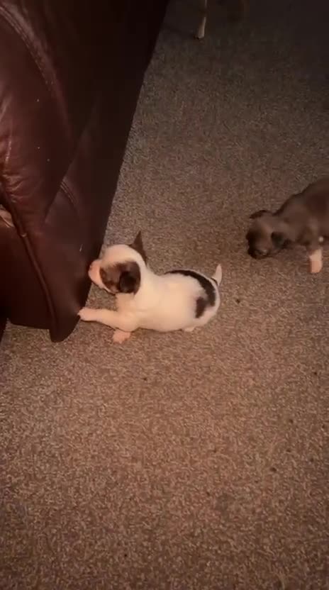 Chihuahua dogs for sale: Chihuahua teacup - Video 3