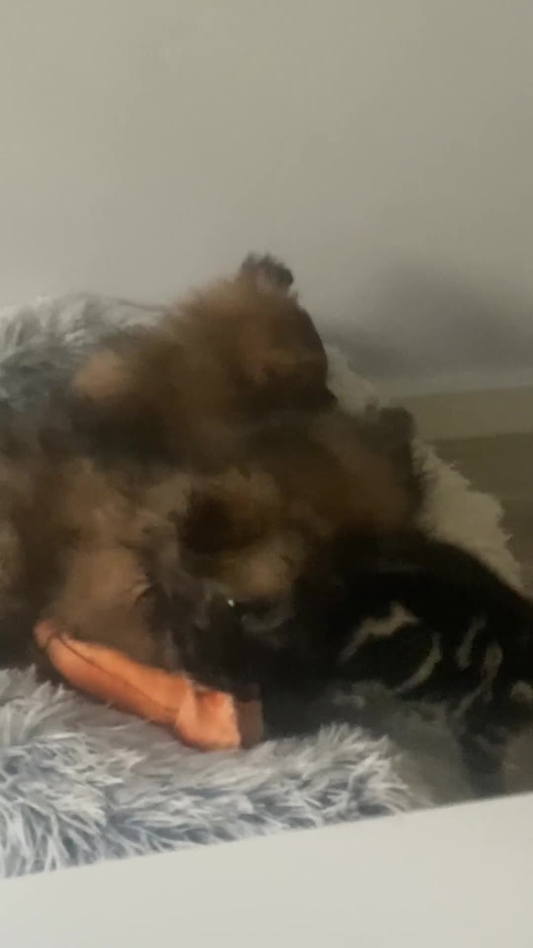 Mixed Breed dogs for sale: Maltipom puppies are now ready for new homes - Video 3