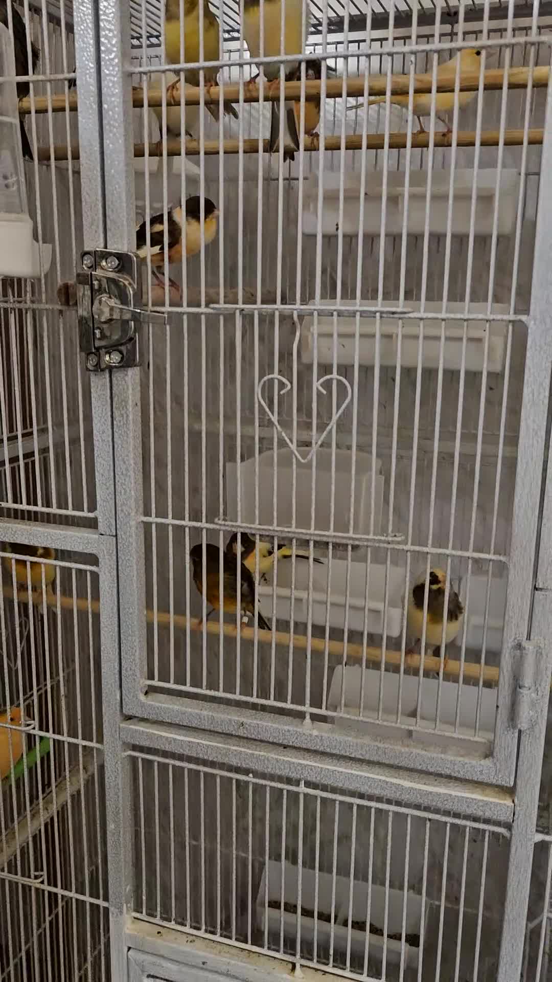 Canaries birds for sale: Beautiful healthy canaries for sale in Manchester  - Video 5