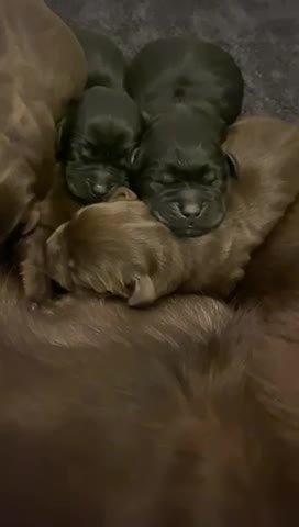 Labrador Retriever dogs for stud: Labrador Retriever for Stud - Marley in Gravesend - Video 2