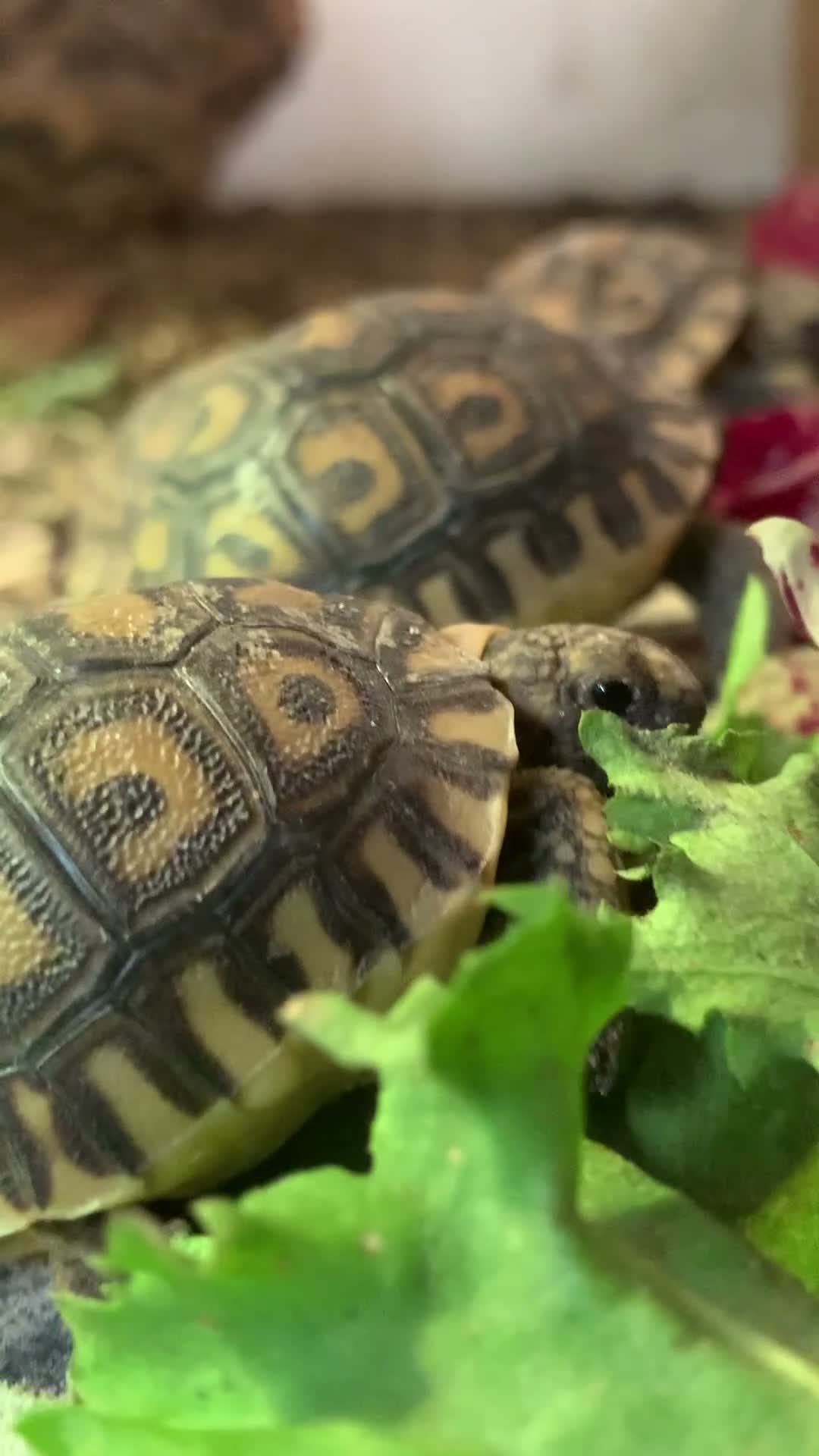 Tortoise reptiles for sale: BABY LEOPARD TORTOISES in Preston - Video 1