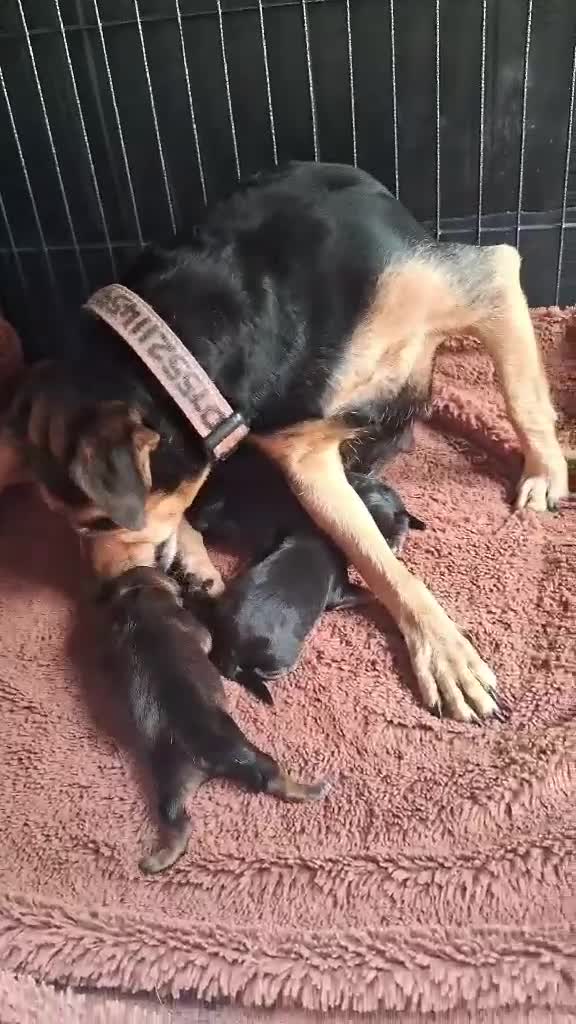 Patterdale Terrier dogs for sale: Patterdale terrier pups in Criccieth - Video 1