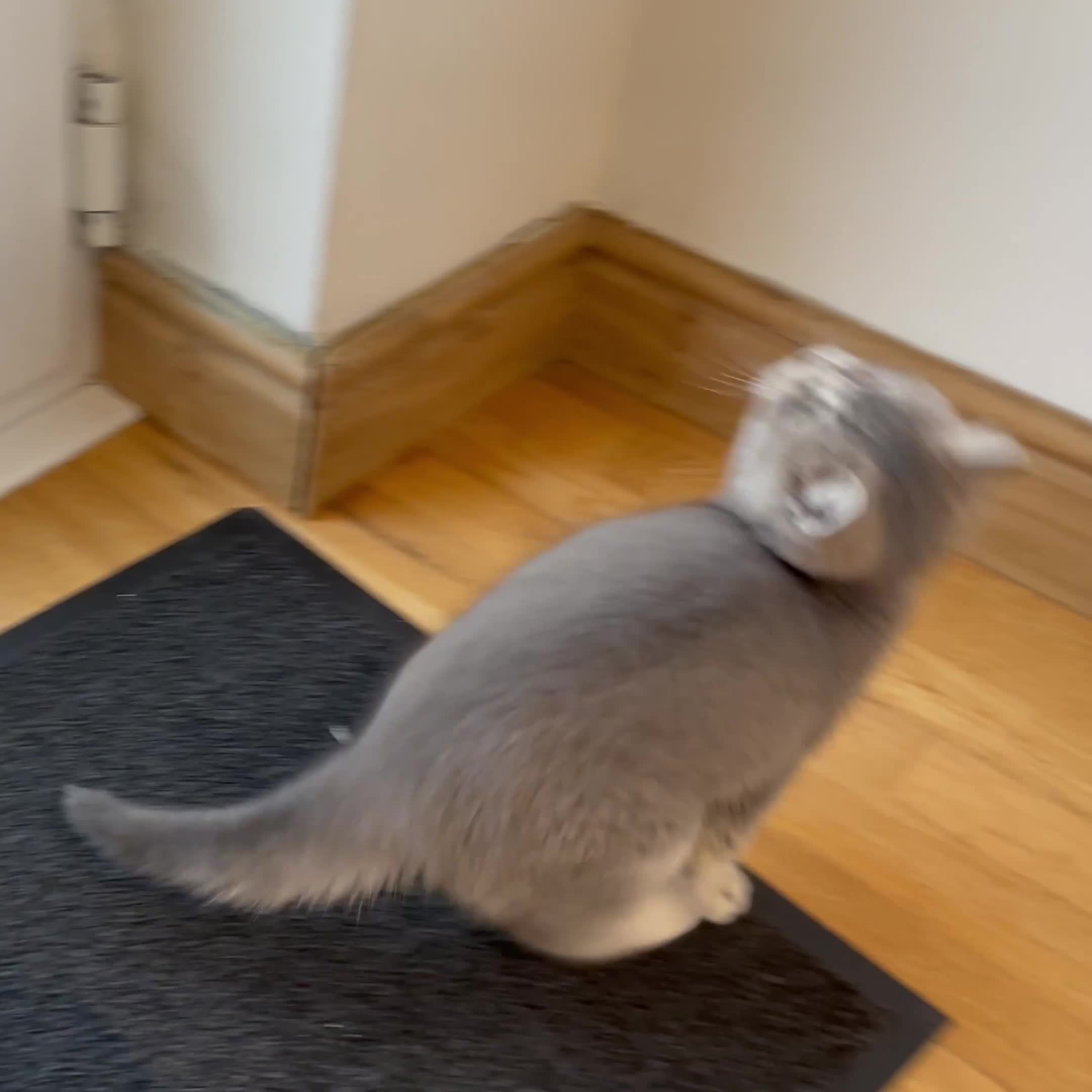 British Shorthair cats for sale: 3 GCCF British Shorthair Kittens– Champion Lines - Video 5