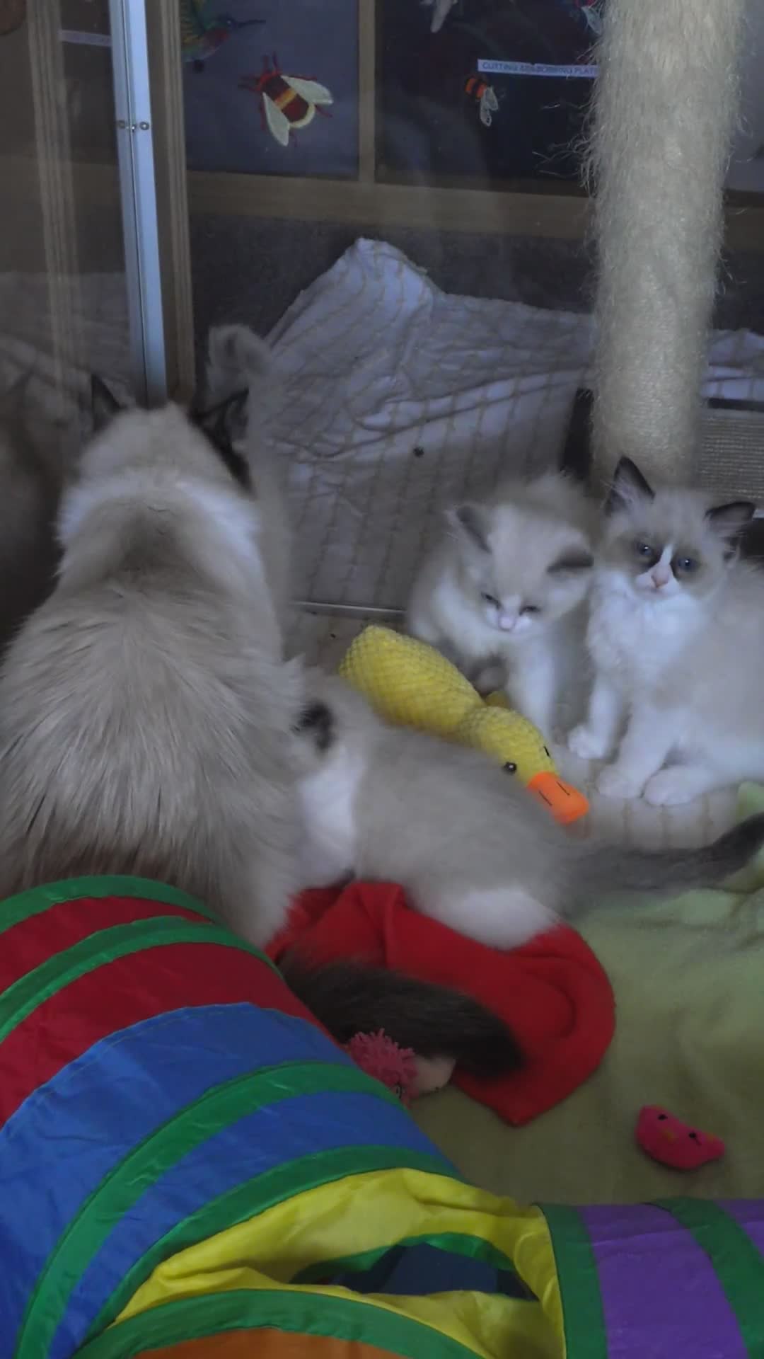 Ragdoll cats for sale: GCCF pedigree ragdoll kittens for sale £850 -£1100 - Video 1