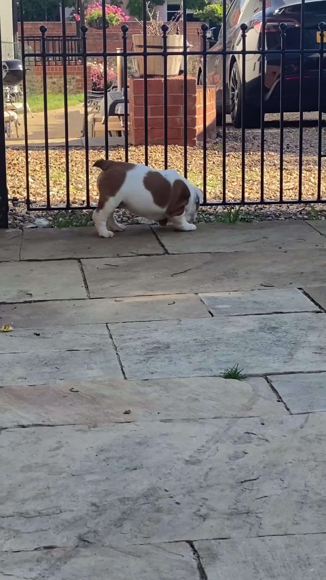 English Bulldog dogs for sale: Beautiful KC female puppy available  - Video 1