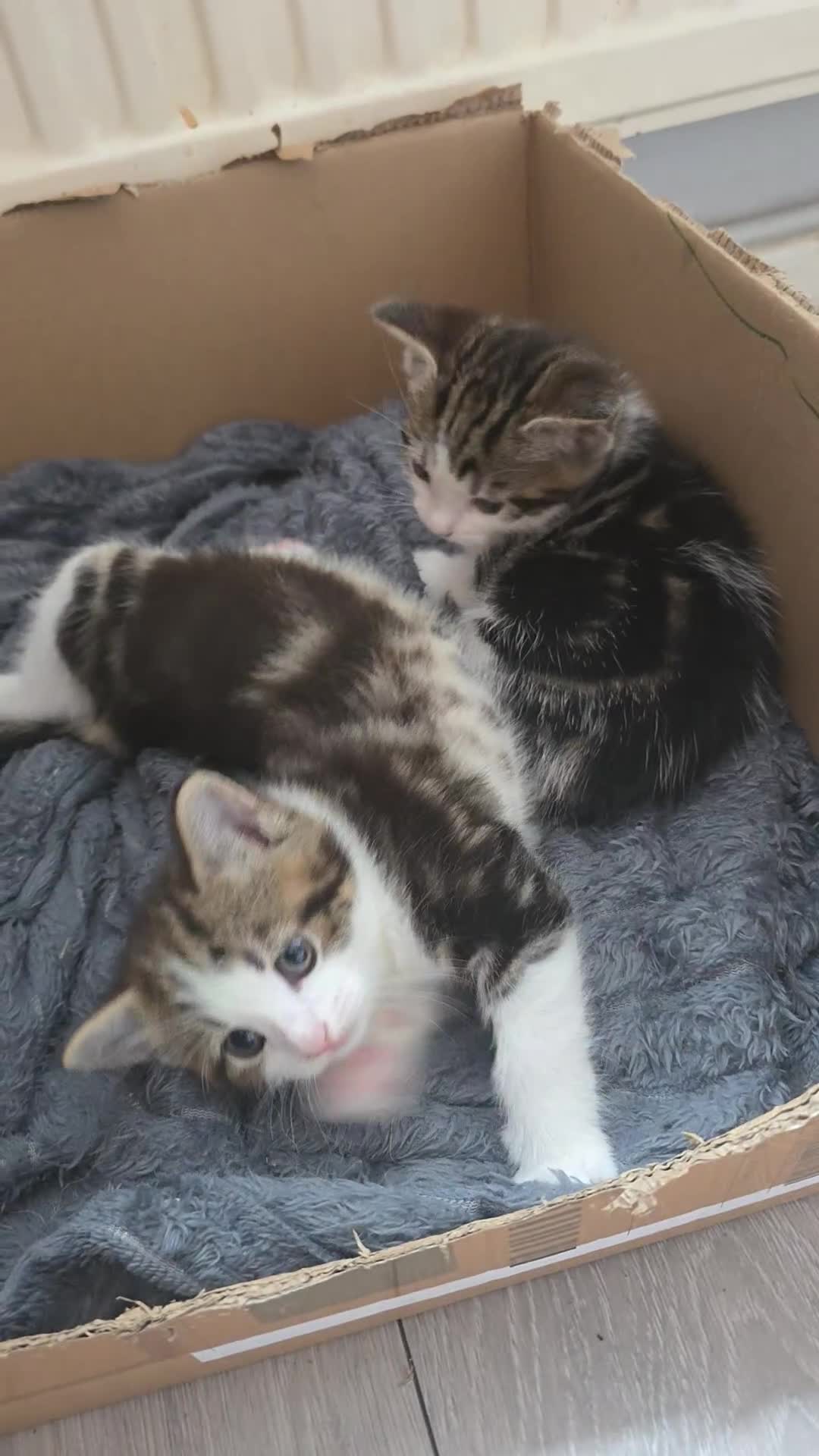 Mixed Breed cats for sale: Beautiful male kittens looking for forever home in Glastonbury - Video 1