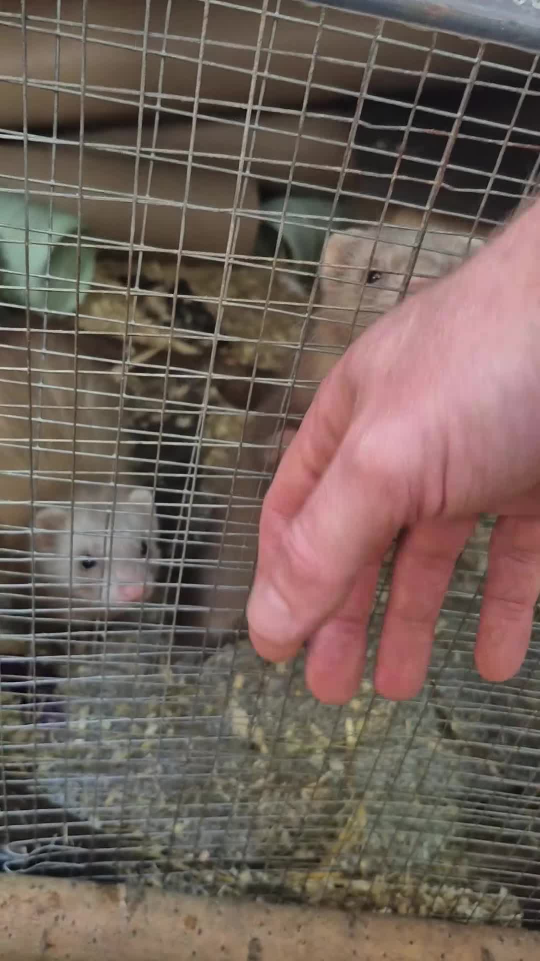 Ferret rodents for sale: Rodent cage and extension - Video 1