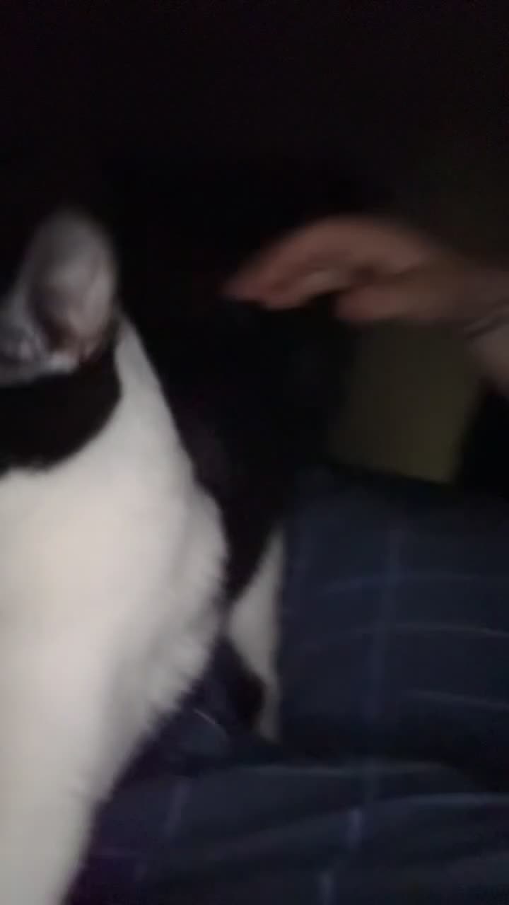 Domestic Shorthair cats for sale: Sister kittens - Video 2