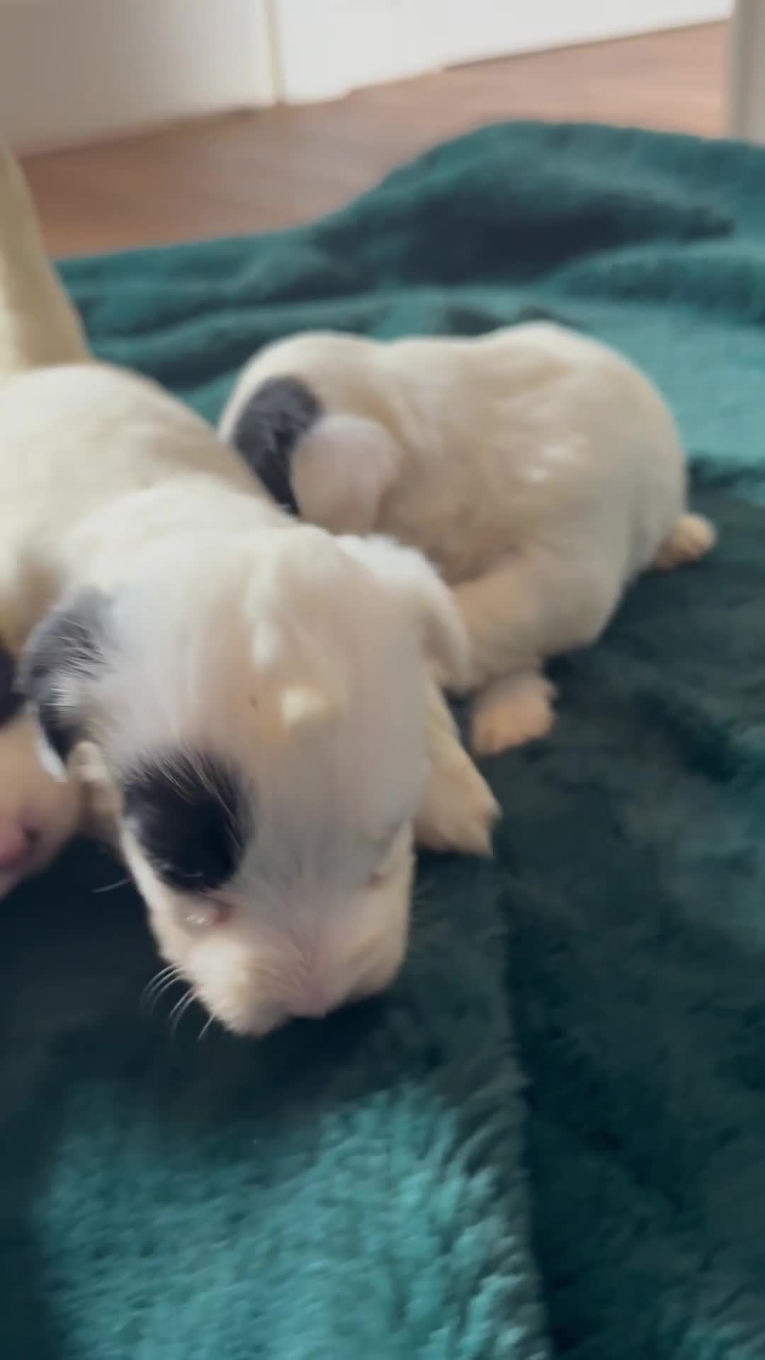 Sealyham Terrier dogs for sale: Stunning Litter Of Sealyham Terriers  - Video 1